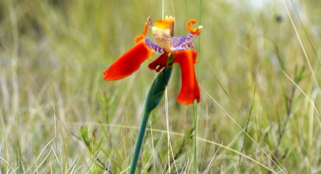 Flor da região do Cerrado