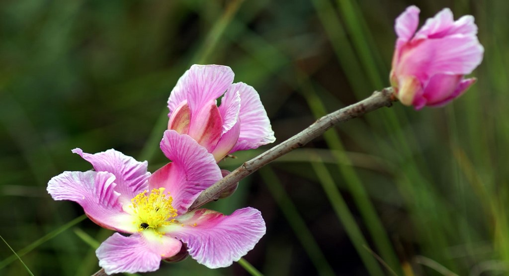 Orquídea da região do Cerrado
